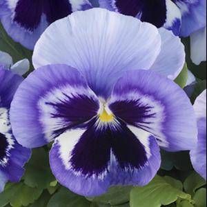 Viola x wittrockiana 'Majestic Giants II Marina Blotch' ~ Majestic Giants II Marina Blotch Pansy-ServeScape