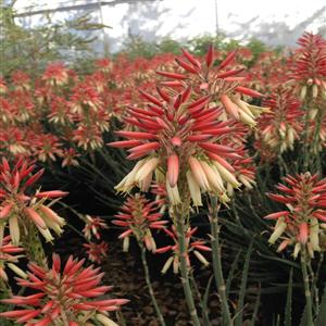 Aloe hybrid 'X5' PP23,267 ~ Safari Sunrise Aloe-ServeScape