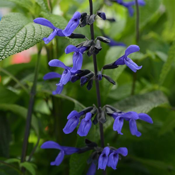 Salvia guaranitica 'Black and Bloom' ~ Black and Boom Sage-ServeScape