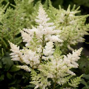 Astilbe 'Verswhite' ~ Younique™ White Astilbe-ServeScape