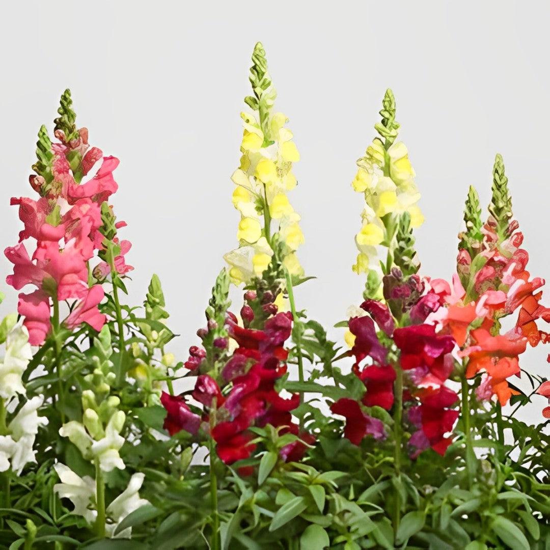 Antirrhinum majus 'Speedy Sonnet Mix' ~ Speedy Sonnet Mix Snapdragon-ServeScape