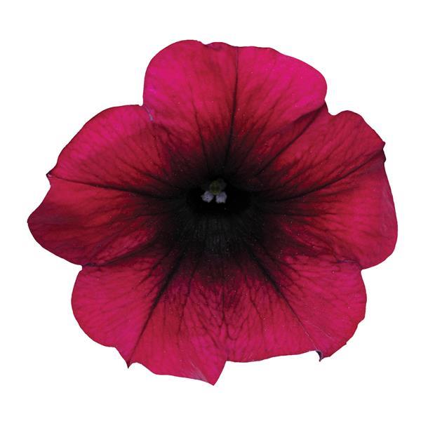 Petunia x 'PAS933562' ~ Easy Wave® Burgundy Velour Spreading Petunia-ServeScape