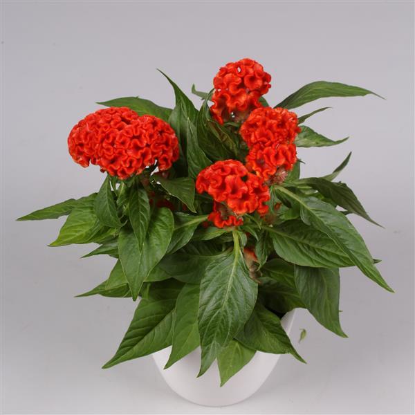 Celosia cristata 'Twisted Bright Orange' ~ Twisted Bright Orange Celosia-ServeScape