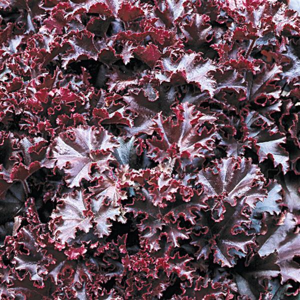 Heuchera 'Kiecakrul' ~ Melting Fire Heuchera-ServeScape