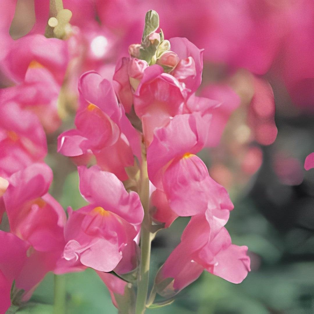 Antirrhinum majus 'Speedy Sonnet Rose' ~ Speedy Sonnet Rose Snapdragon-ServeScape