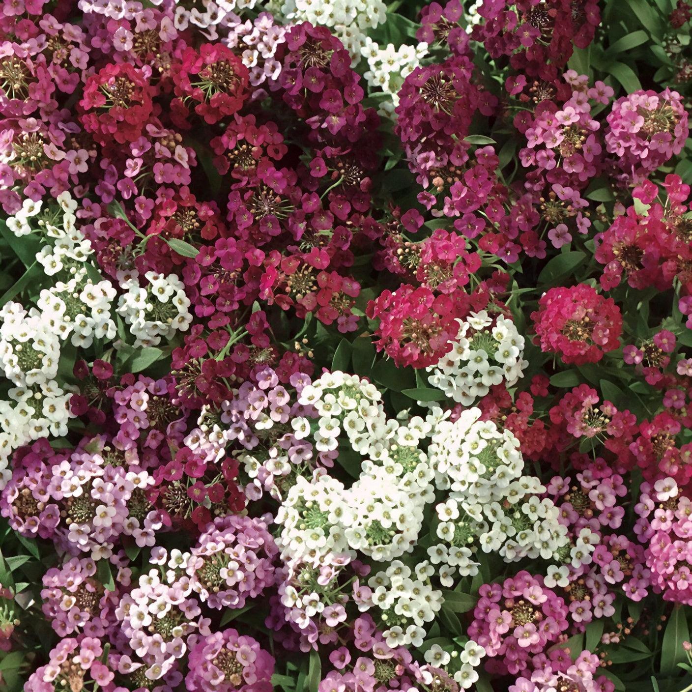 Lobularia maritimum 'Easter Basket Mix' ~ Easter Basket Mix Sweet Alyssum-ServeScape