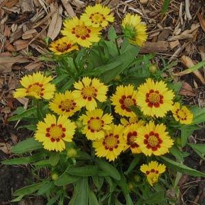 Coreopsis 'Baby Sun' ~ Baby Sun Tickseed-ServeScape