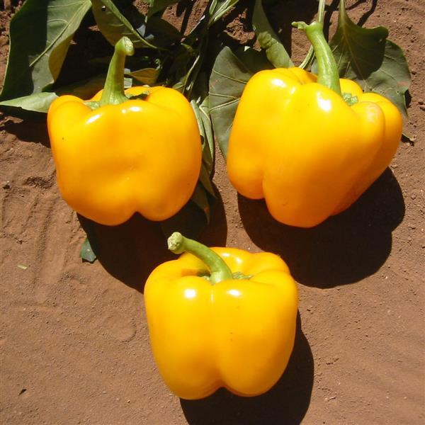 Capsicum annuum 'California Golden Wonder' ~ California Golden Wonder Bell Pepper-ServeScape