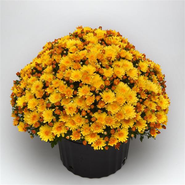 Chrysanthemum x morifolium 'Sizzling Fire Yellow' ~ Sizzling Fire Yellow Mum-ServeScape