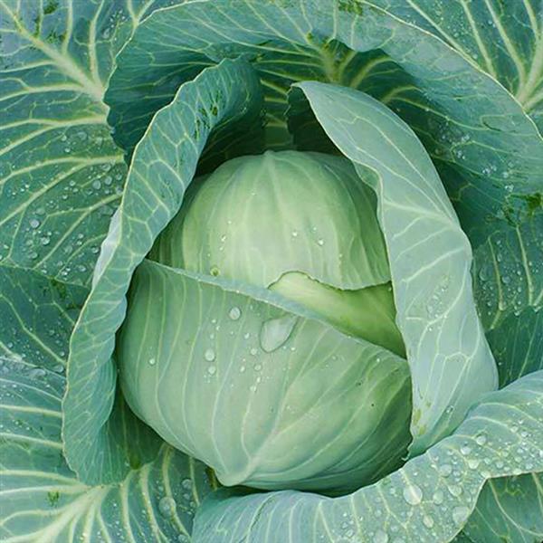 Brassica oleracea var. capitata 'Late Flat Dutch' ~ Late Flat Dutch Cabbage-ServeScape