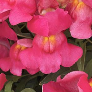 Antirrhinum majus 'Candy Showers Rose' ~ Candy Showers™ Rose Snapdragon-ServeScape