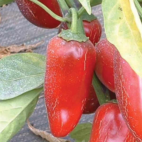 Capsicum annuum 'Early Jalapeno' ~ Early Jalapeno Pepper-ServeScape