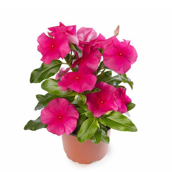 Catharanthus roseus 'Cora XDR Rose Punch' ~ Cora® XDR Rose Punch Vinca-ServeScape