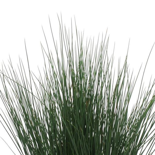 Juncus tenuis 'Blue Dart' ~ Blue Dart Rush-ServeScape