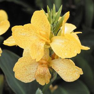 Canna 'Tropical Yellow' ~ Tropical Yellow Canna Lily-ServeScape