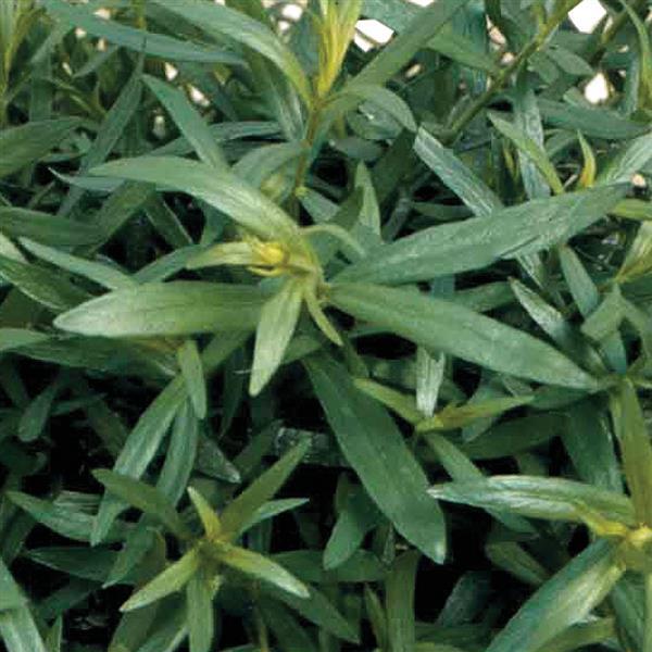 Artemisia dracunculus sativa ~ French Tarragon-ServeScape