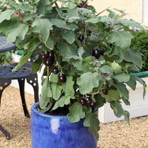 Solanum melongena 'Black Pot' ~ Black Pot Eggplant-ServeScape