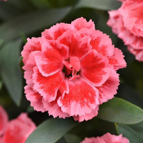 Dianthus caryophyllus 'KLEDG24541' ~ Oscar® Peach Edge Dianthus-ServeScape