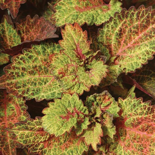 Solenostemon scutellarioides 'Balcinsu' ~ ChargedUp™ Indian Summer Coleus-ServeScape