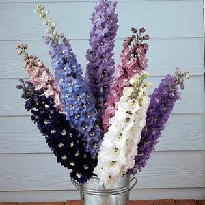 Delphinium 'M.F. Mix' ~ Magic Fountain Mix Delphinium-ServeScape
