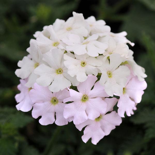 Verbena peruviana 'Balendish' PP25839 ~ EnduraScape™ White Blush Verbena-ServeScape