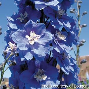 Delphinium 'M.F. Mid Blue White Bee' ~ Magic Fountain Mid Blue White Bee Delphinium-ServeScape