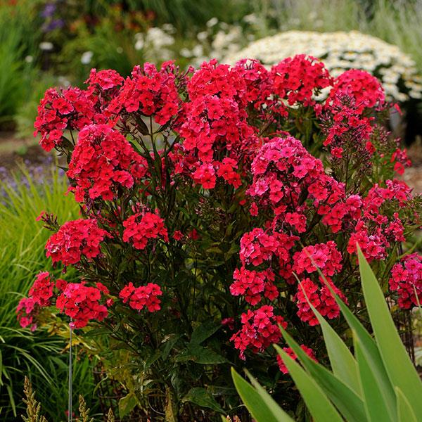 Phlox paniculata Red Riding Hood' ~ Red Riding Hood Phlox-ServeScape