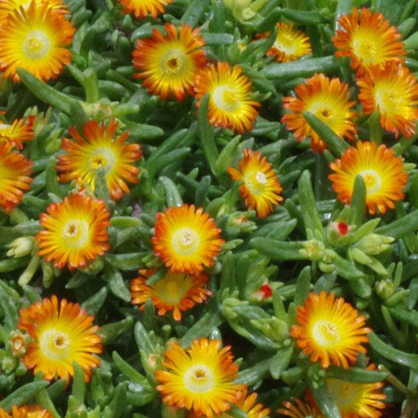 Delosperma nubigenum 'WOWDOY3' ~ WOW® Orange Ice Plant-ServeScape