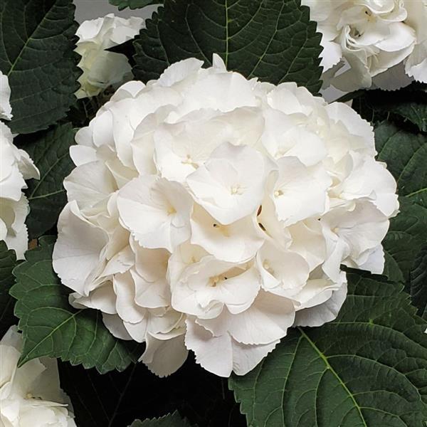 Hydrangea macrophylla 'Sarena Ice Boy' ~ Sarena Ice Boy Hydrangea-ServeScape