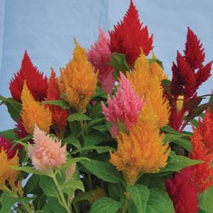 Celosia plumosa 'Kimono Mix' ~ Kimono Mix Celosia-ServeScape