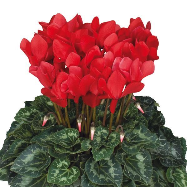 Cyclamen persicum 'Latinia Success Bright Red' ~ Latinia® Success Bright Red Cyclamen-ServeScape