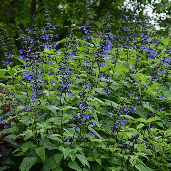 Salvia guaranitica 'Black and Bloom' ~ Black and Boom Sage-ServeScape