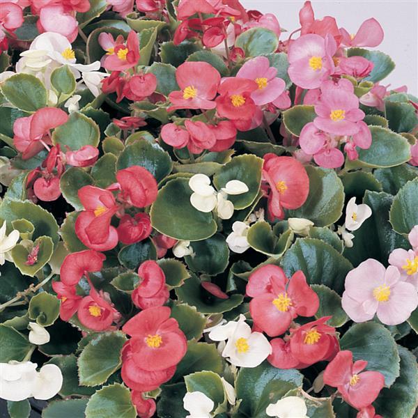 Begonia semperflorens 'Prelude Mix' ~ Prelude Mix Begonia-ServeScape