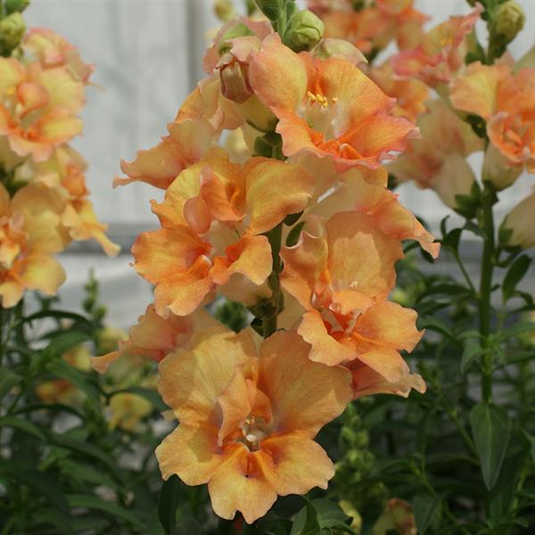 Antirrhinum majus 'DoubleShot Peach' ~ DoubleShot Peach Snapdragon-ServeScape
