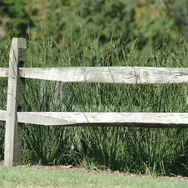 Juncus pallidus 'Javelin' ~ Javelin Juncus-ServeScape
