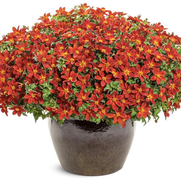Bidens 'Campfire Red Ember' ~ PW® Campfire® Red Ember Bidens-ServeScape