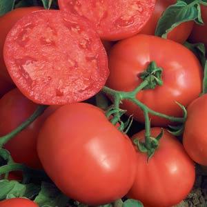 Solanum lycopersicum 'Bushsteak' ~ Bushsteak Tomato-ServeScape