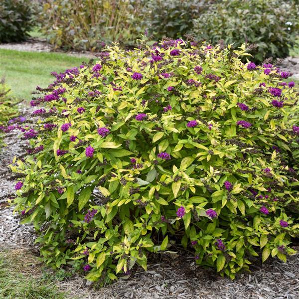 Buddleia 'Gold Drop' PP34266 ~ Humdinger® Gold Drop Butterfly Bush-ServeScape