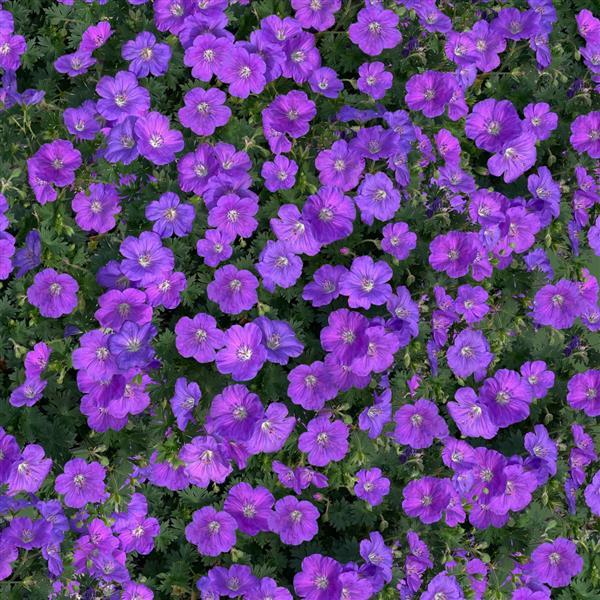 Geranium sanguineum 'Balgerpur103' ~ Monrovia® Purple Glow Cranesbill-ServeScape