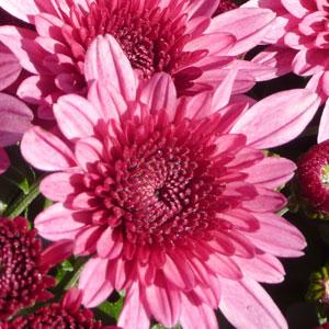 Chrysanthemum x morifolium 'Zanmuaval' ~ Avalon Pink Mum-ServeScape