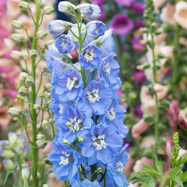 Delphinium 'M.F. Sky Blue' ~ Magic Fountain Sky Blue White Bee Delphinium-ServeScape