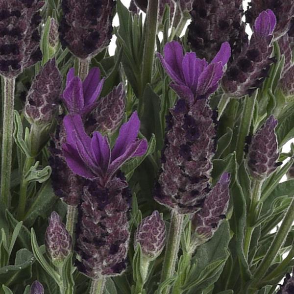 Lavandula stoechas 'Anouk Deluxe 16115' ~ Monrovia® Purple Flare Spanish Lavender-ServeScape