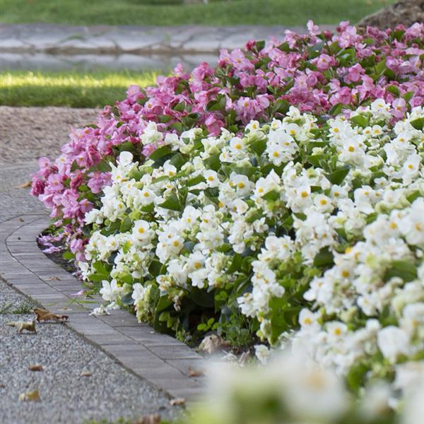 Begonia 'Tophat White Green Leaf' ~ Tophat™ White Green Leaf Begonia-ServeScape