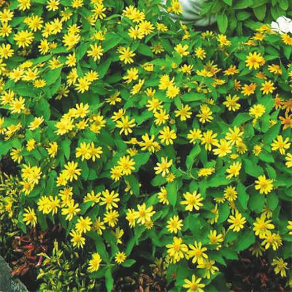 Melampodium paludosum 'Lemon Delight' ~ Lemon Delight Butter Daisy-ServeScape