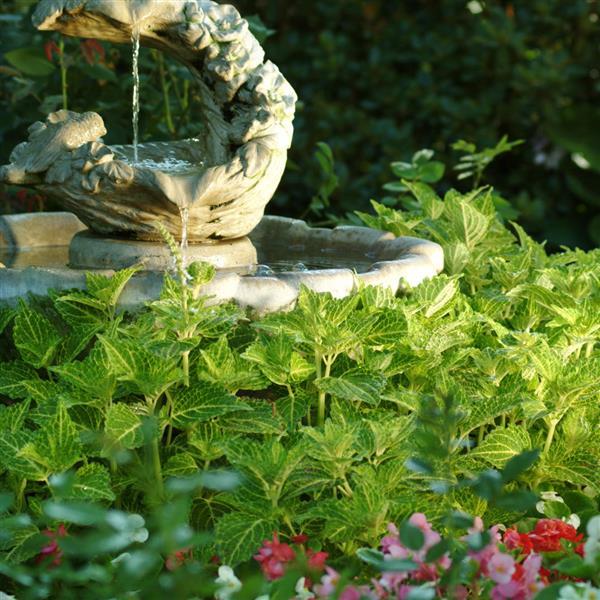 Solenostemon scutellarioides 'UF04335’ ~ ChargedUp™ Electric Lime® Coleus-ServeScape