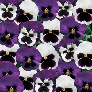 Viola x wittrockiana 'Majestic Giants II Sea Breeze Mix' ~ Majestic Giants II Sea Breeze Mix Pansy-ServeScape