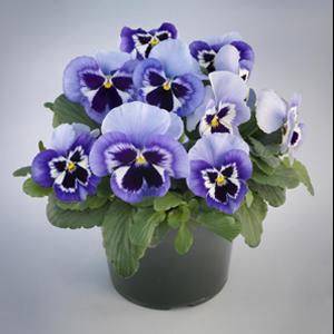 Viola x wittrockiana 'Majestic Giants II Marina Blotch' ~ Majestic Giants II Marina Blotch Pansy-ServeScape