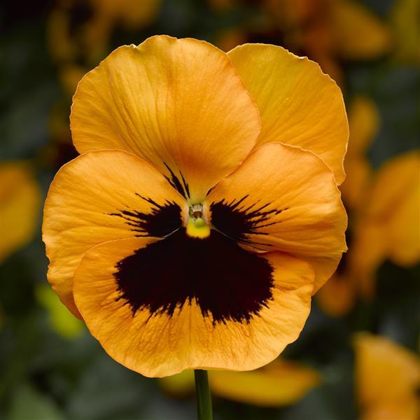 Viola x wittrockiana 'Select Orange Blotch' ~ Select Orange Blotch Pansy-ServeScape