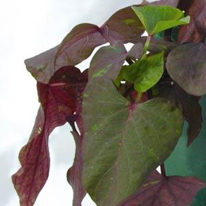 Ipomoea batatas ‘Ace of Spades' ~ Ace of Spades Sweet Potato-ServeScape