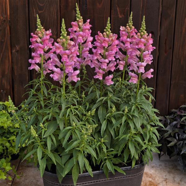 Antirrhinum majus 'Speedy Sonnet Pink' ~ Speedy Sonnet Pink Snapdragon-ServeScape